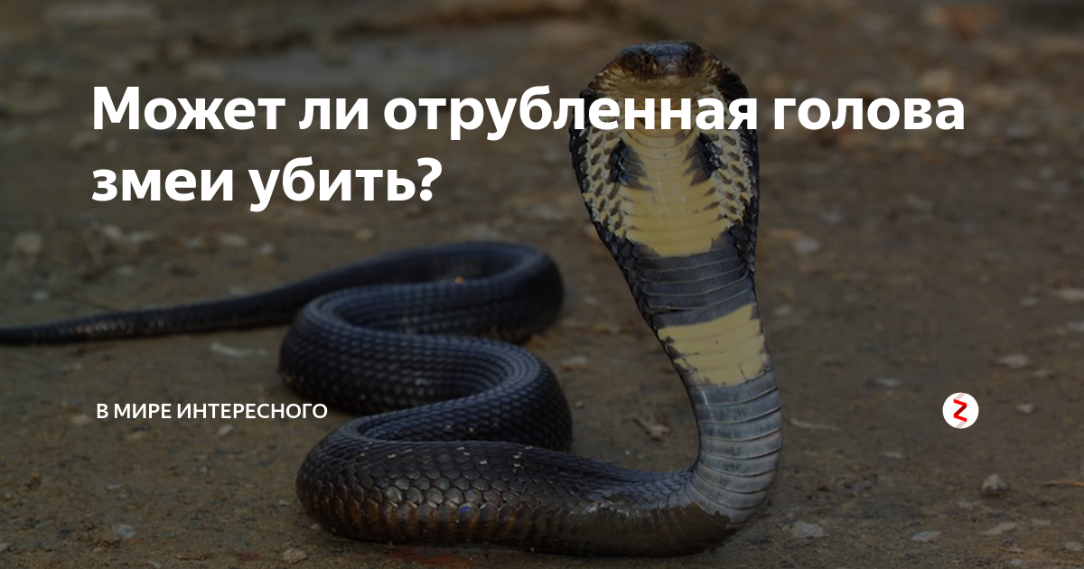 Почему нельзя убить змею: народная примета - встреча со змеёй возле дома