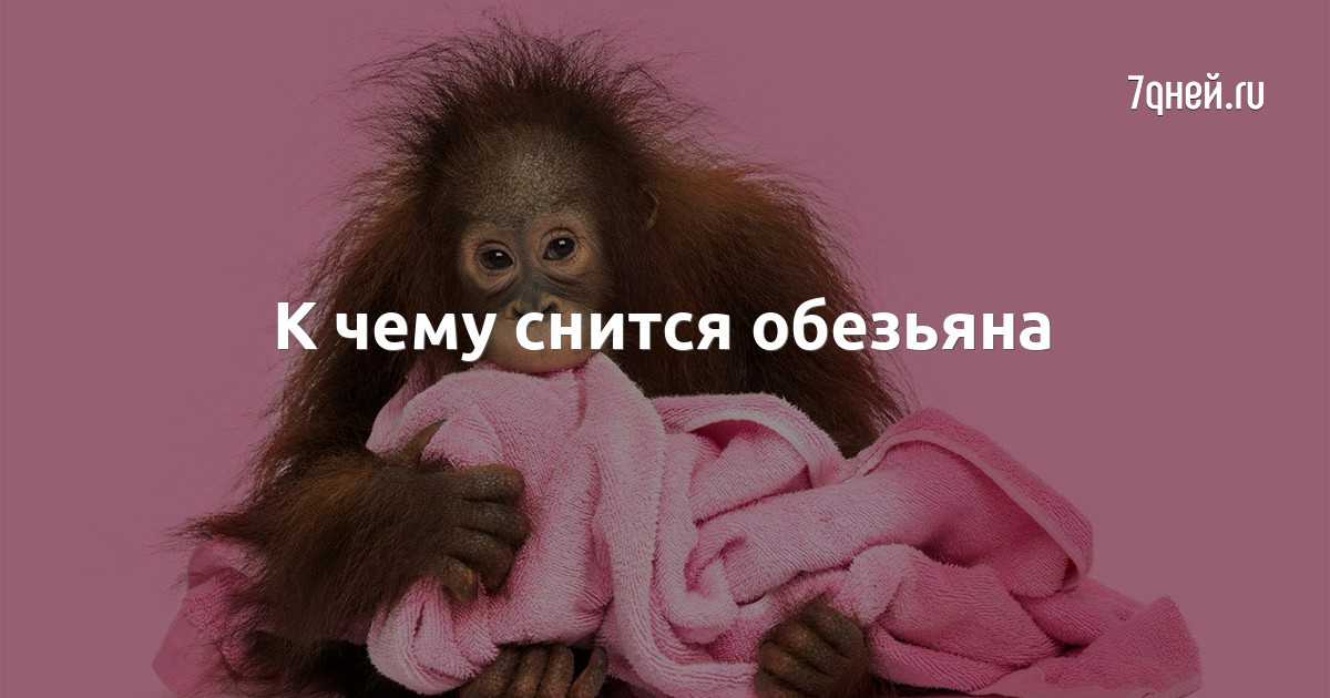Сонник миллера: обезьяны. значение сна, самое полное толкование - tolksnov.ru