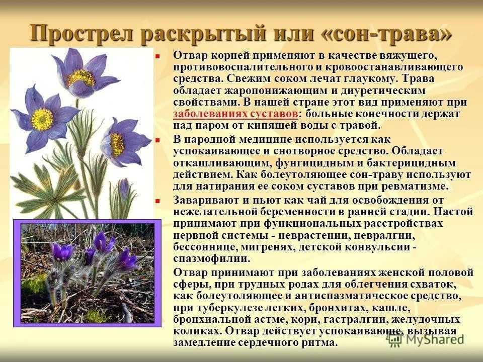 Доклад о сон-траве для школьников 3 класса - описание и фото