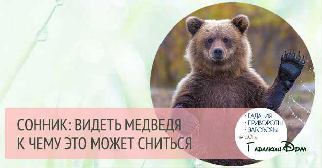 Приснился бурый медведь — толкование сна по сонникам