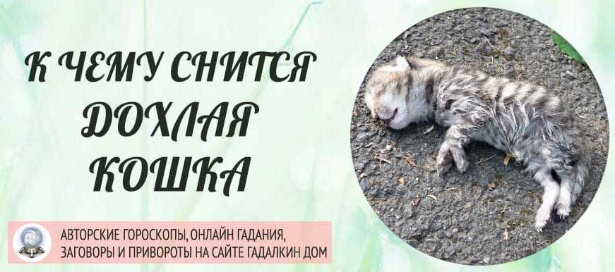 К чему снится кошка - значение сна кошка по соннику