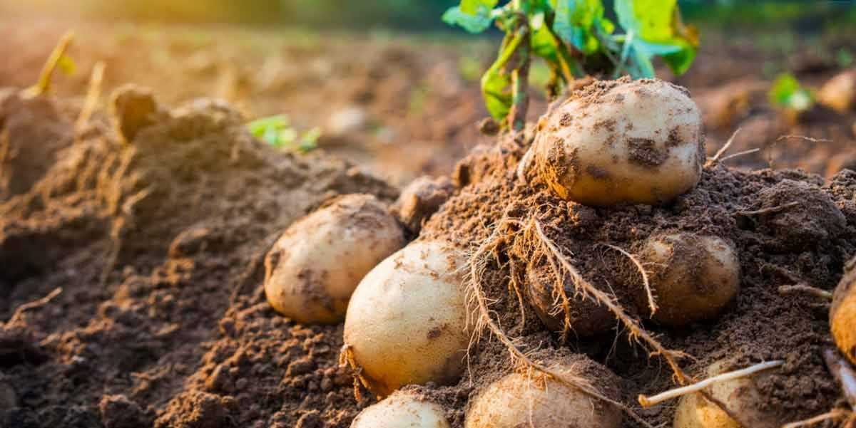 Сажать картошку во сне: к чему снится посадка в землю по соннику? к чему снится сажать картошку в огороде.