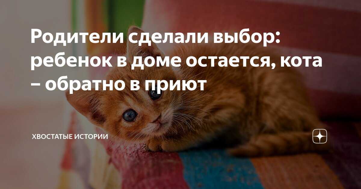 Видеть во сне кошку