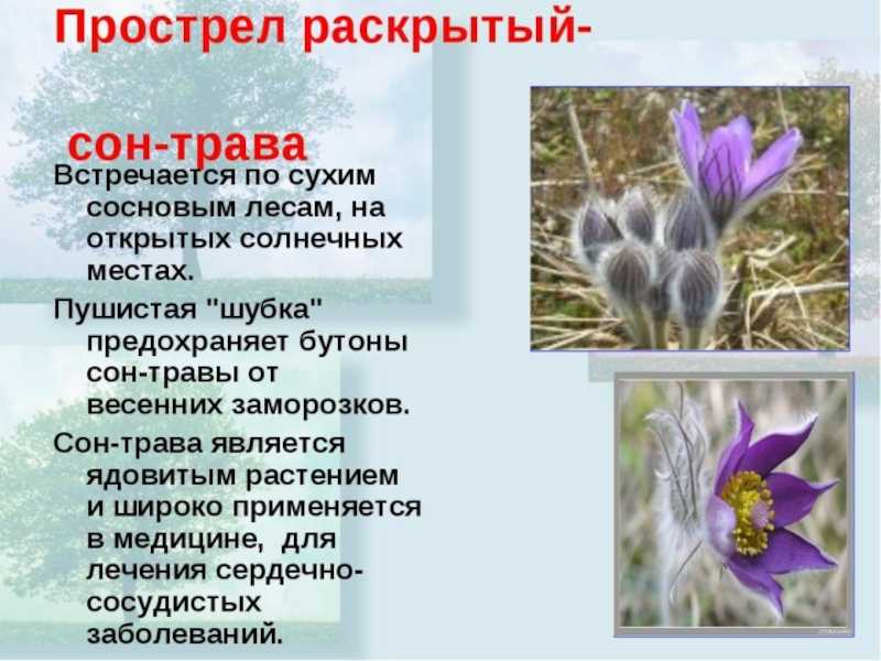 Пуансеттия: уход в домашних условиях, размножение, сорта, фото
