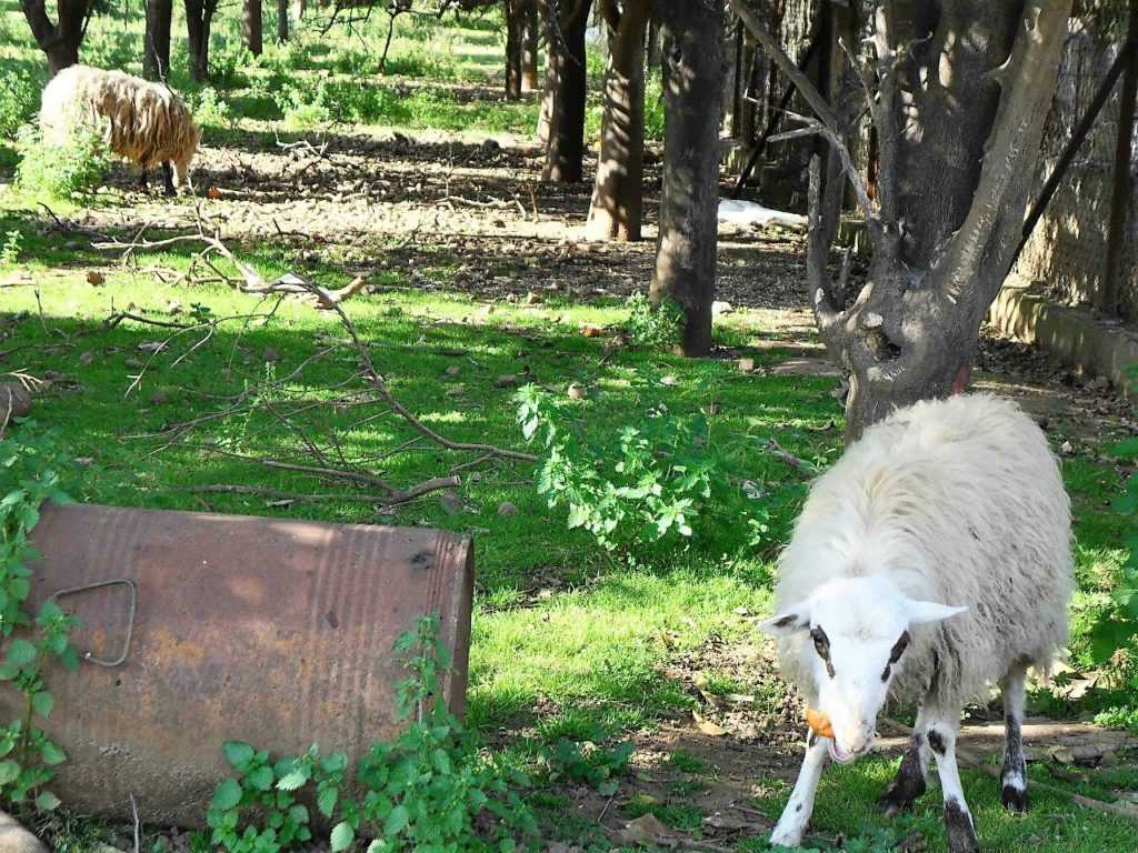 Что означает видеть во сне овец: черные, худые, пасущиеся и многое другое!