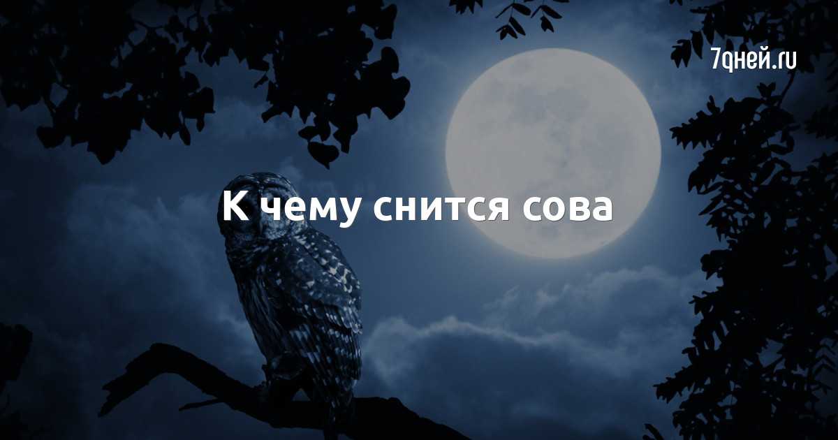 К чему снится белая сова в доме; увидеть во сне совенка