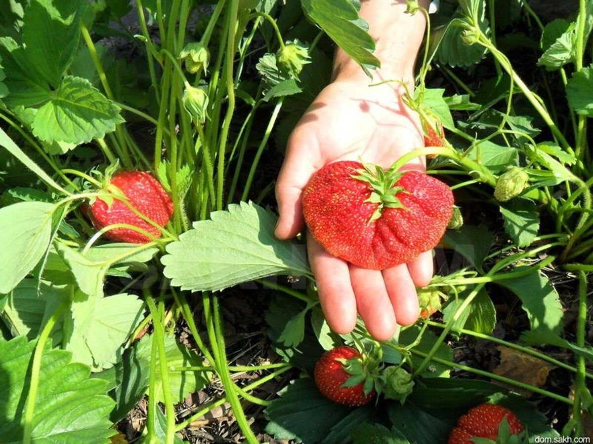 К чему снится клубника большая и красная: толкование сна