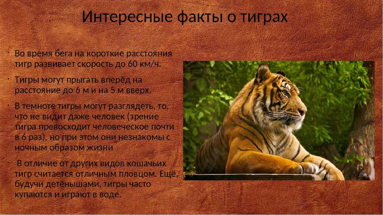 «кабан к чему снится во сне? если видишь во сне кабан, что значит?»