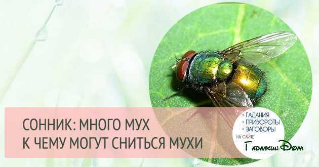 К чему снятся мошки - сонник