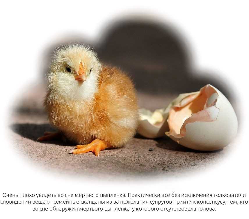К чему снится много цыплят: маленькие, большие, разноцветные