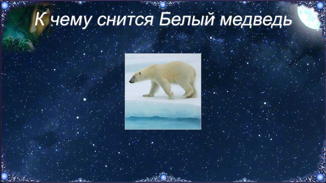 Медведь в сновидении: толкование сонниками образа, где приснились медведи женщине и мужчине