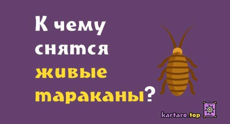 К чему снятся тараканы: точное толкование сна для женщин и мужчин