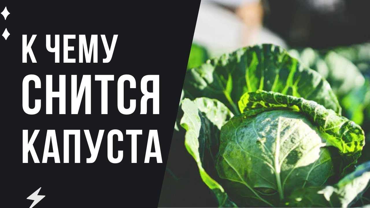 К чему снится свежая капуста: в кочанах, много, есть, покупать, шинковать