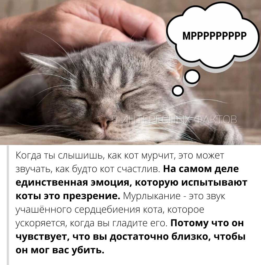 Звук мурлыканья кошки. мурлыканье кошки