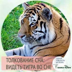Сонник тигры во сне