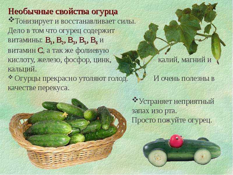 Во сне собирать огурцы. сонник: огурцы свежие зеленые. толкование снов - tolksnov.ru