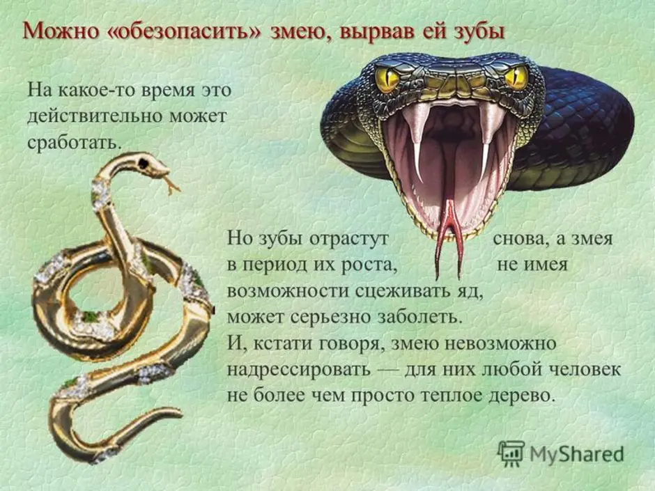 К чему снится змея в доме — 46 толкований