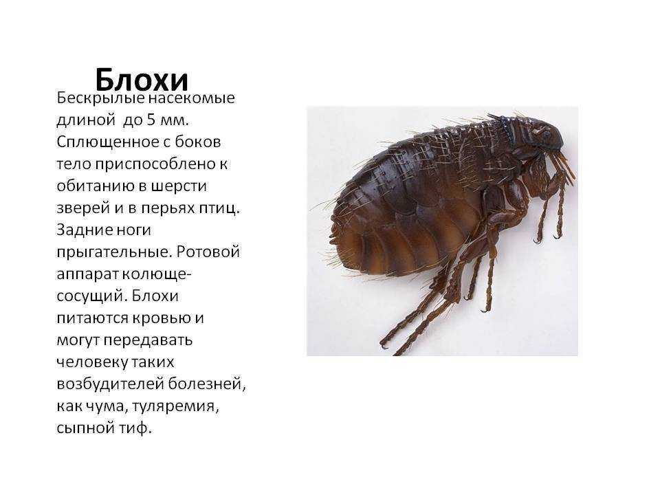 К чему снится блоха на кошке женщине — убивать и ловить