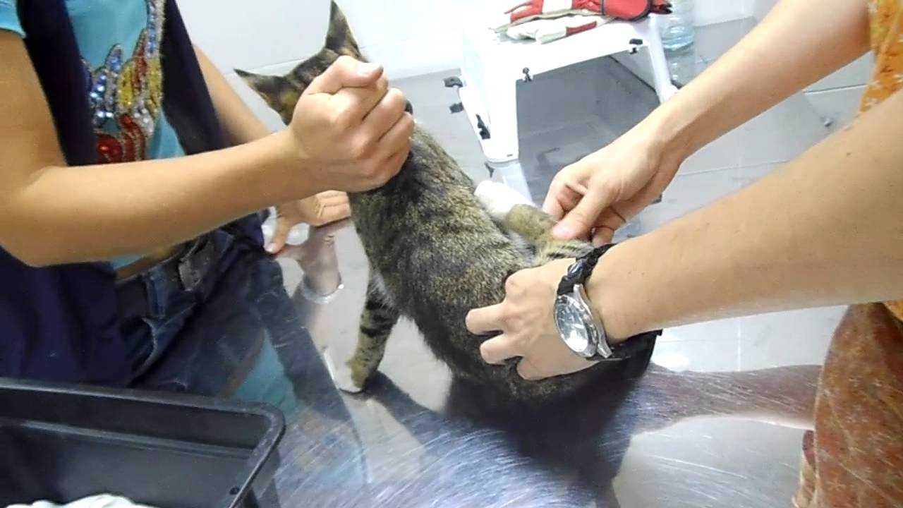 Почему кошка хромает