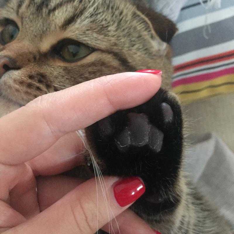 Поза спящей кошки.