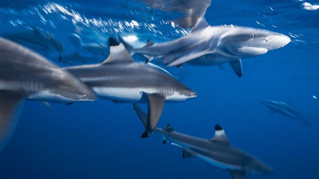 Как спят дельфины в море. почему дельфины никогда не спят? мифы о сне дельфинов