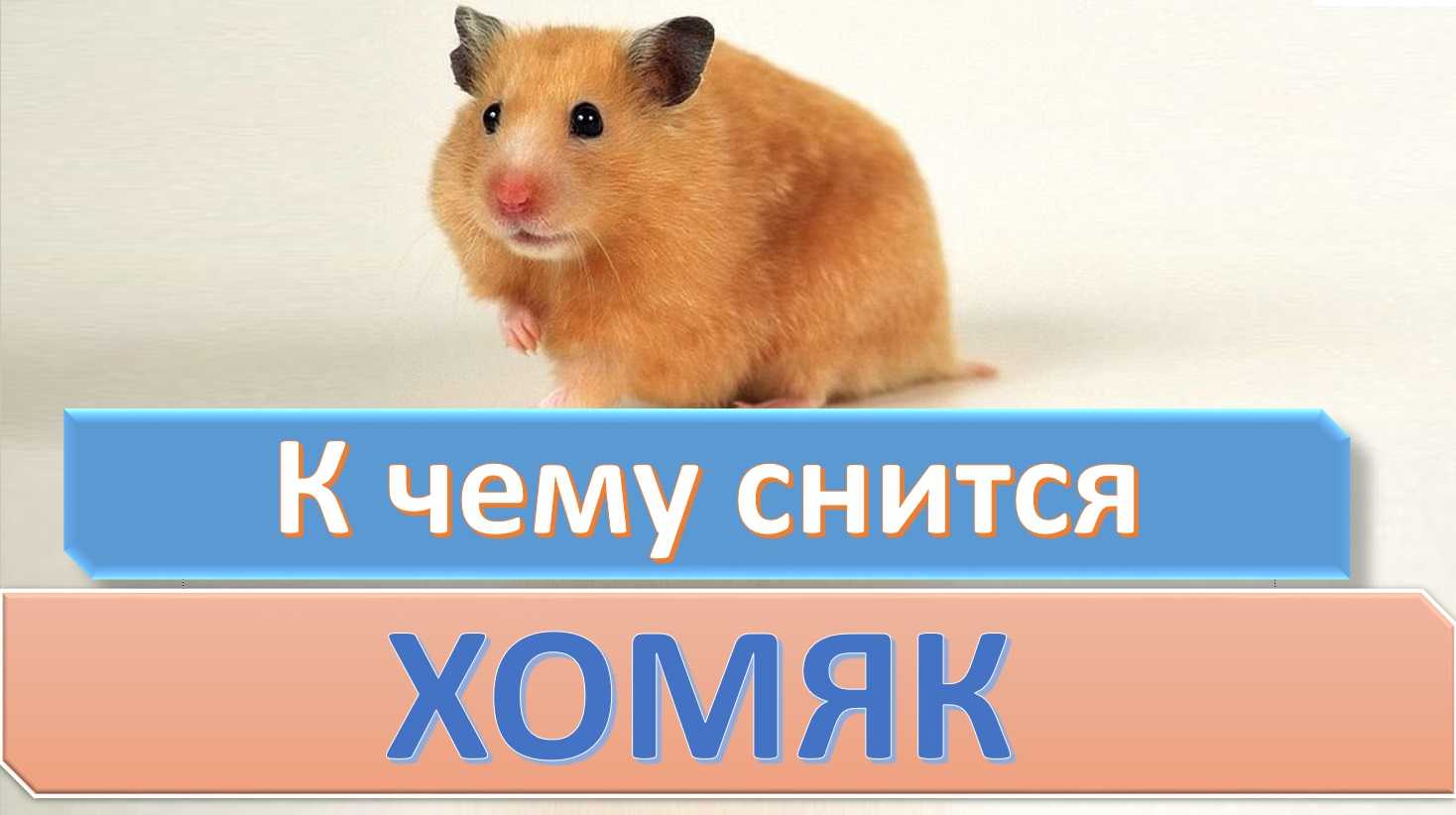 К чему снятся хомяки женщине: что это значит, белые, черные, рыжие, много, кусаются