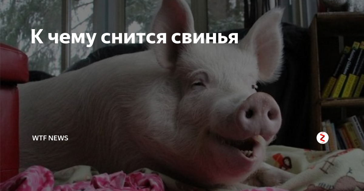 К чему снится свинья: значение маленьких поросят, что значит убить дикого кабана на охоте и увидеть свиную голову во сне