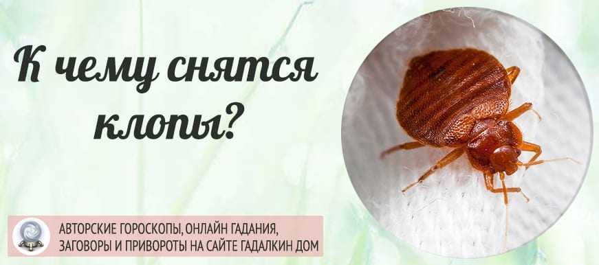 Сонник Клопы и тараканы приснилось, к чему снится во сне Клопы и тараканы Для выбора толкования сна введите ключевое слово из вашего сновидения в поисковую
