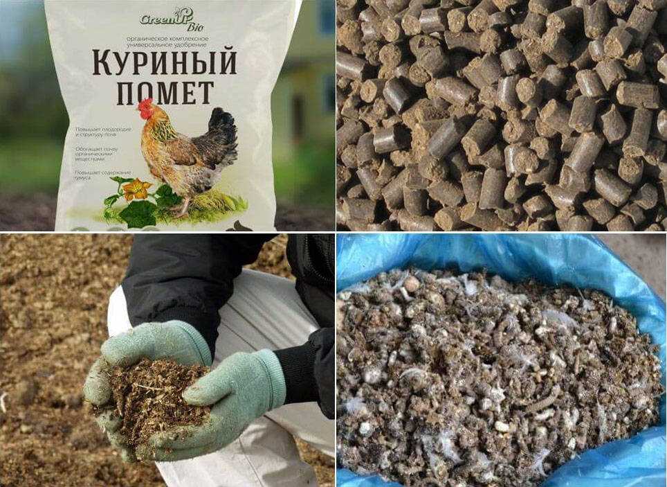 К чему снится голубиный помет. к чему снится помет птиц или мышей — толкование по сонникам
