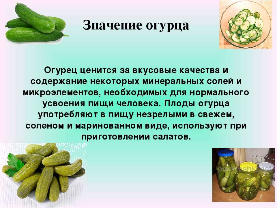 К чему снятся огурцы на грядке: растут, рвать, красивые, свежие, гнилые
