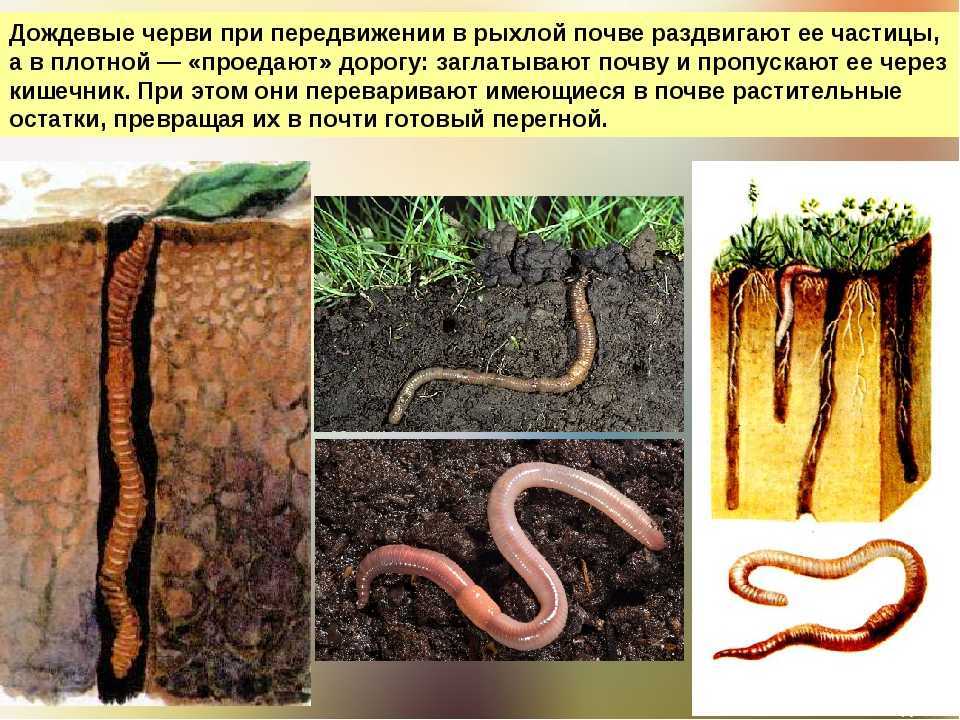 К чему снятся червяки. сонники про белых червей во сне