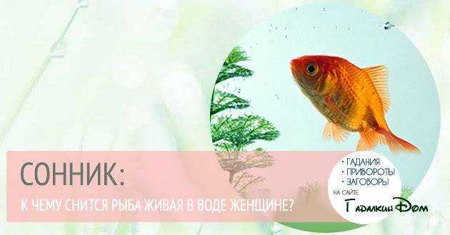 К чему снится тухлая рыба женщине и мужчине – сонник