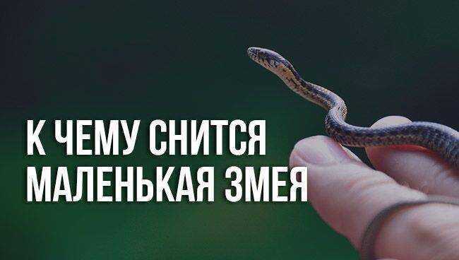 К чему снятся змеи? 3 толкования снов о змеях с точки зрения психологии ~ вольнодум