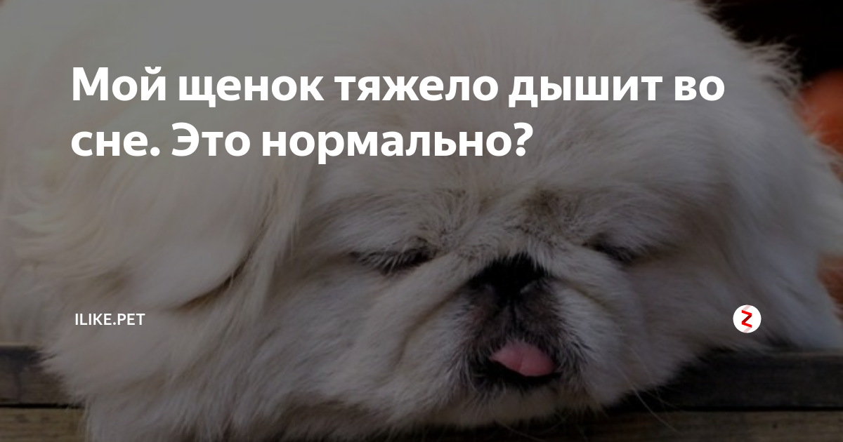 Собака тяжело дышит: причины и способы лечения | блог ветклиники "беланта"
