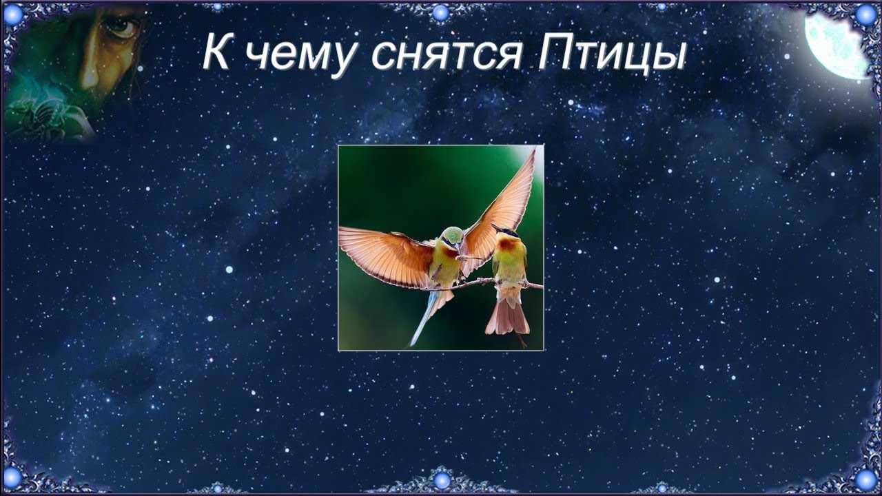 К чему снится птица во сне для женщины