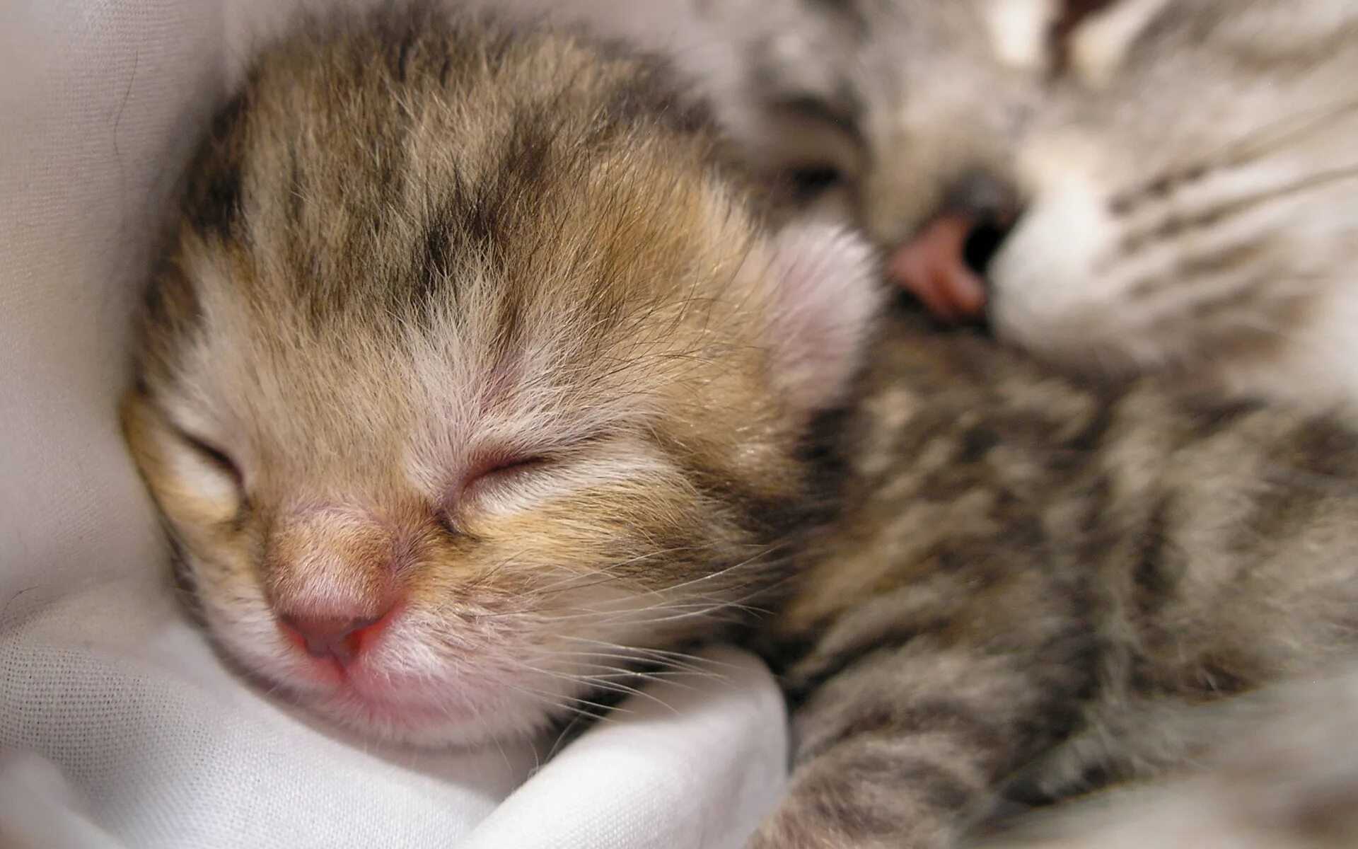 К чему снятся маленькие котята женщине? сонник котята