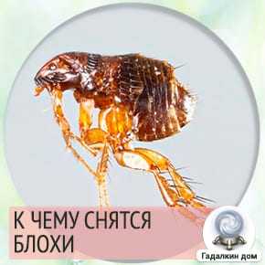 К чему снятся блохи