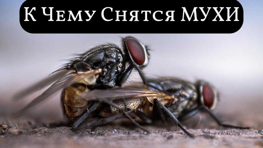 К чему снится мошка - приметы в сновидениях