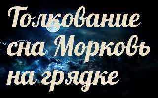 К чему снится морковь женщине и мужчине – сонник