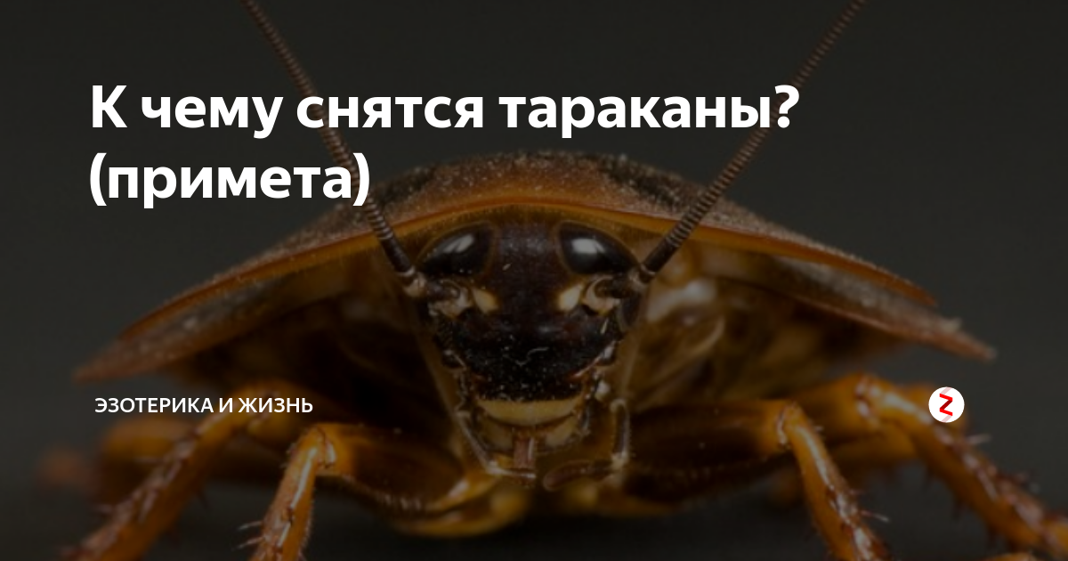 К чему снятся тараканы - много и живые? женщине, в квартире, сонник