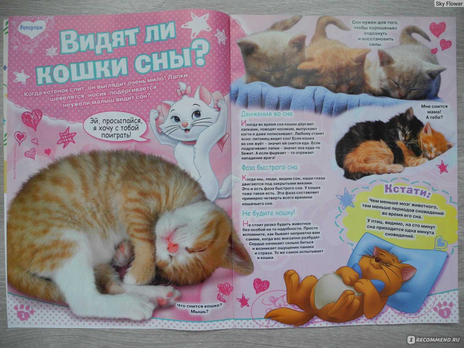 К чему снятся маленькие котята женщине: сонник маленькие котята | звери дома