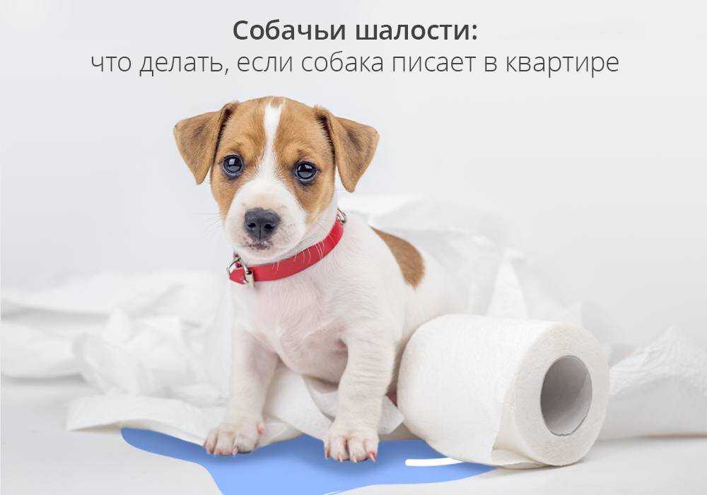К чему снятся сны о собаках для женщин