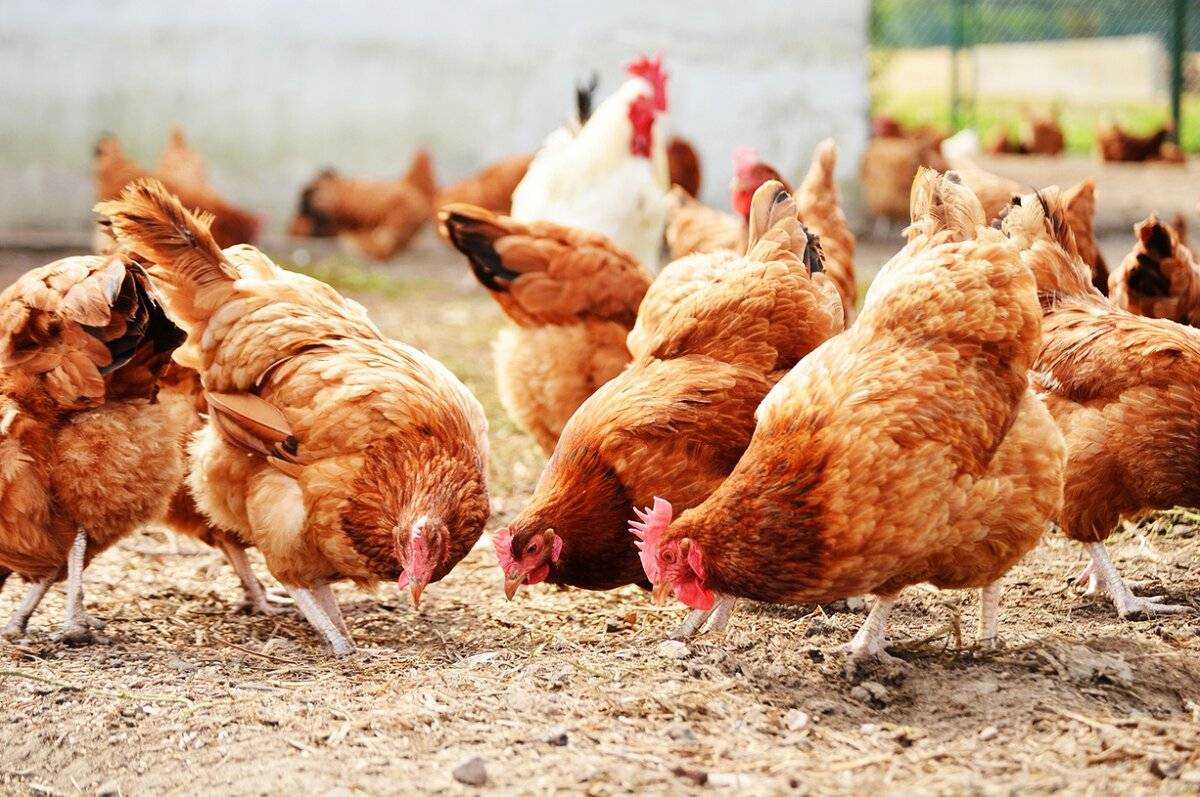 К чему снится курица: варианты толкований и подробности