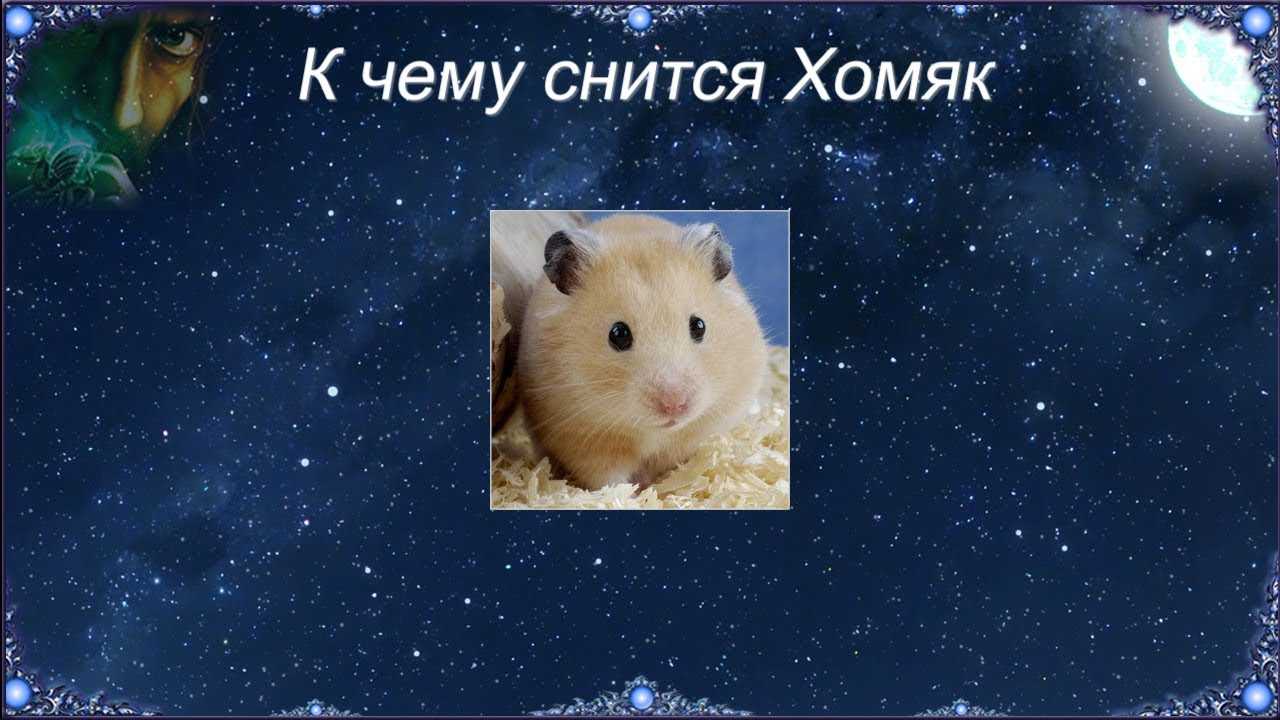 К чему снится хомяк - толкование сновидения для женщины