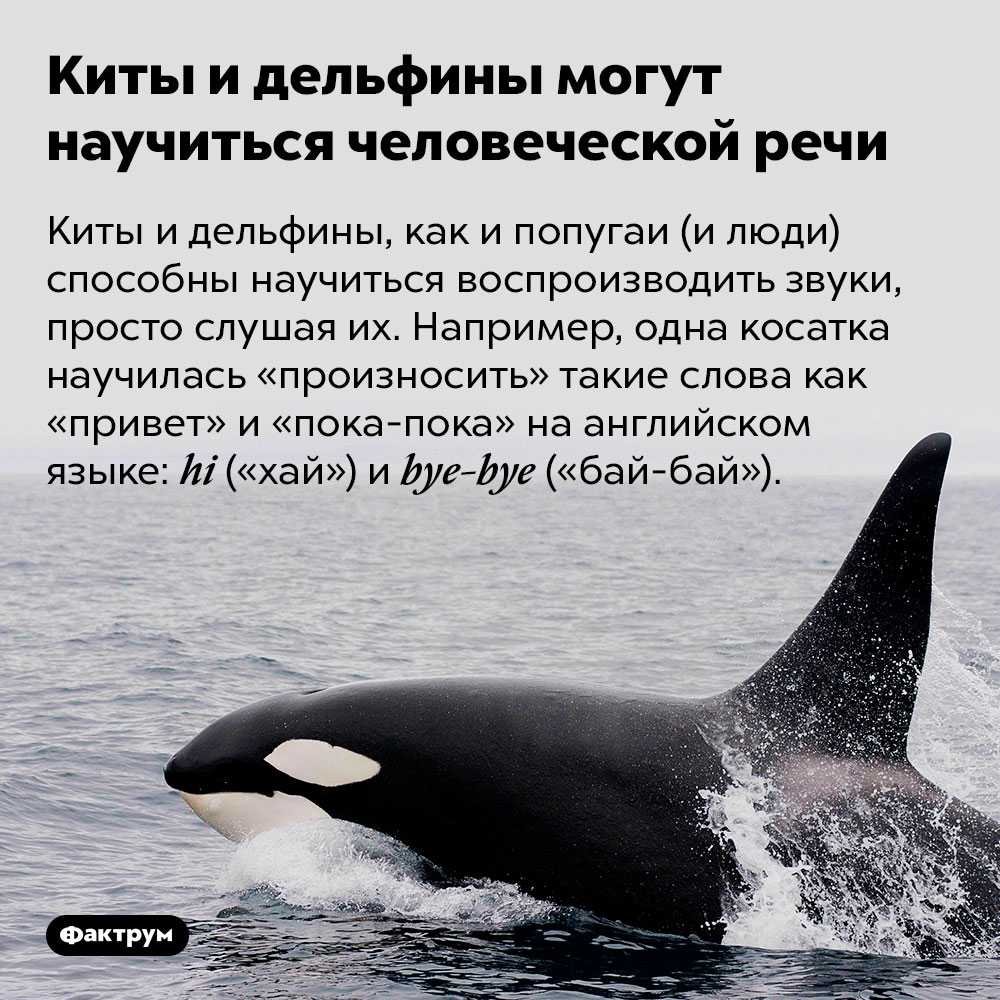 Почему дельфины убивают котят