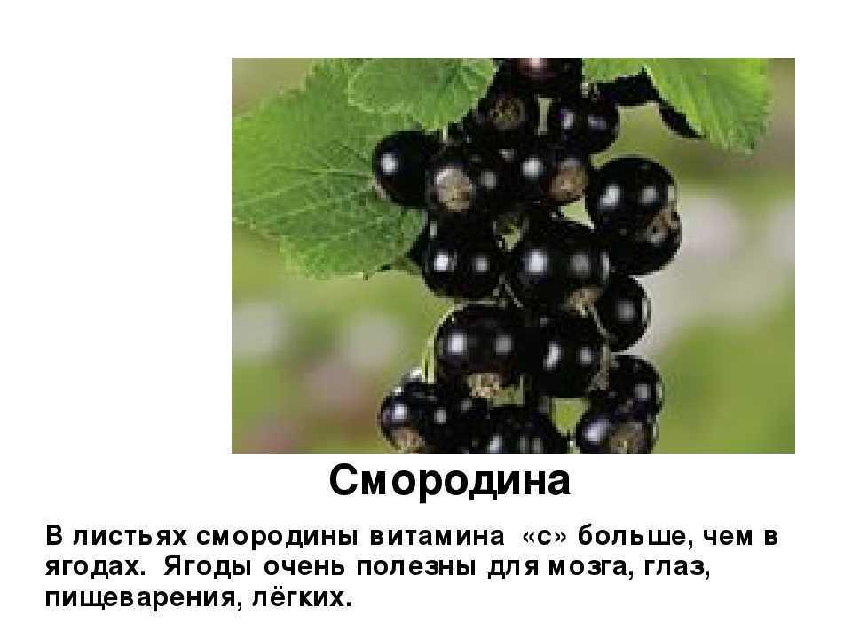 К чему снятся черные розы: толкование сна, его значение и выбор сонника - tolksnov.ru