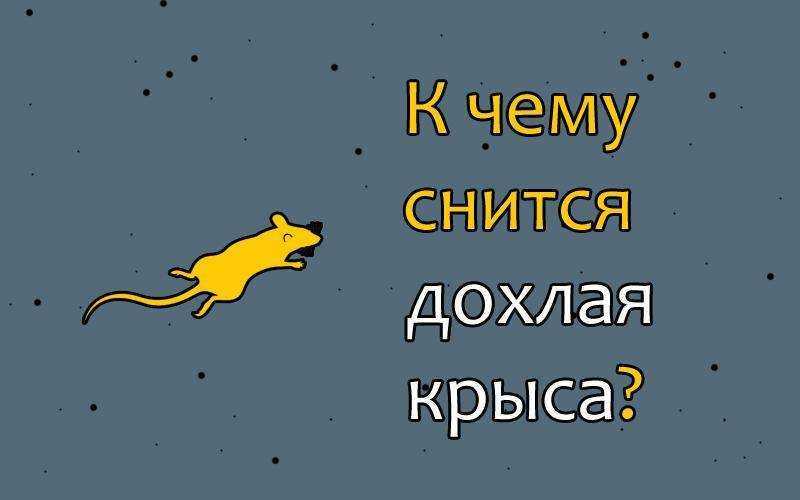 Видеть живую крысу во сне или убить: что означает много крыс в доме, толкование снов сонниками