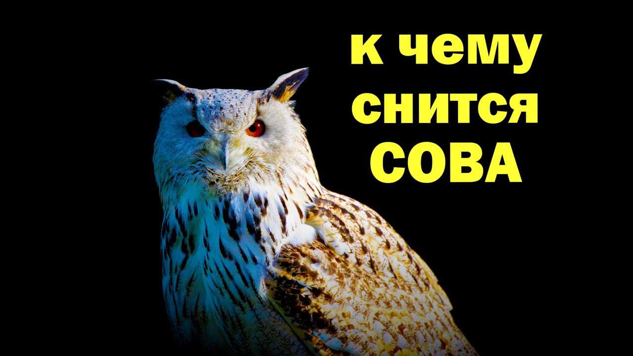 К чему снится 😴 сова во сне — по 90 сонникам! если видишь во сне сова что значит? | сонник онлайн | толкование снов от а до я