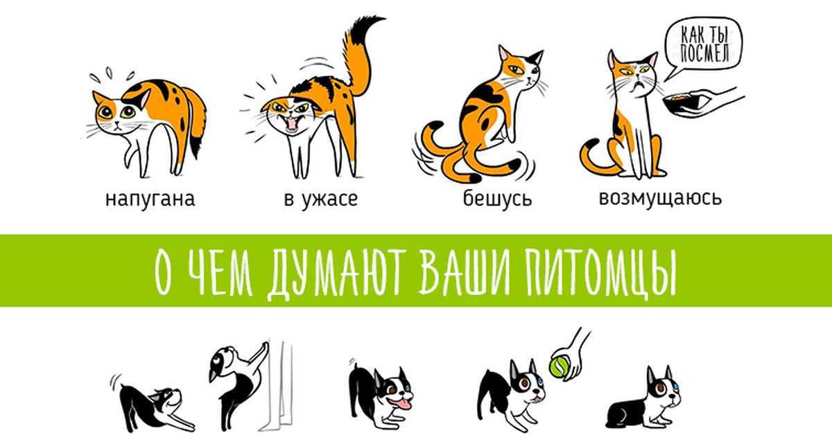 Кошки узнают голос своих хозяев, но предпочитают игнорировать