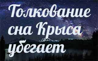 К чему снится крыса женщине: много, бегает, большая, кусает